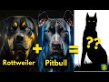 Top 5 Rottweiler Mix Breed Dog You Don't Know About