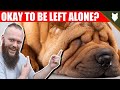 Can a SHAR PEI be left alone?