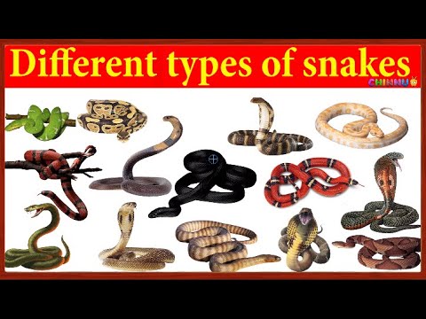 Corn Snake Names