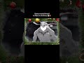 Santa Comes To Jujutsu Kaisen Jjk Shorts Anime Jujutsukaisen Sukuna Gojo