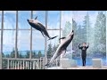 Pacific White Sided Dolphin Training Sessions SeaWorld San Antonio August 1 2023
