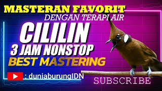 Download lagu MASTERAN CILILIN FULL 3 JAM SUARA JERNIH #kicaumania #masteranburung #masteran #masteranmuraibatu mp3