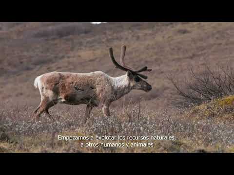 30 SUNCINE | Ñ Section | Los caminos del caribú