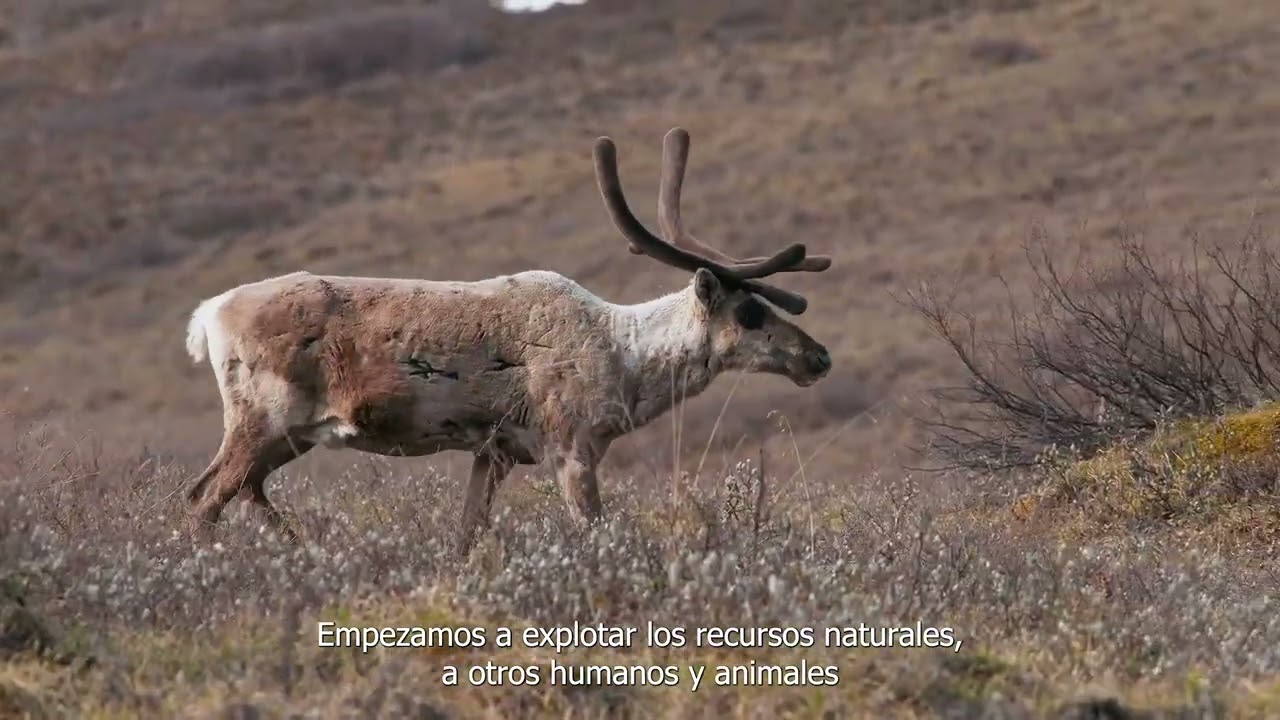 30 SUNCINE | Ñ Section | Los caminos del caribú