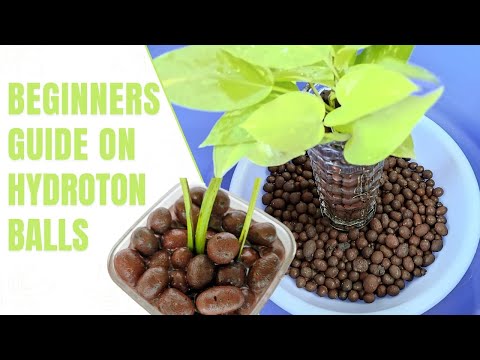 , title : 'Beginners Guide on Hydroton Balls | Clay Balls For Plants | LECA/Expanded Clay Pellets | Hydroponics'