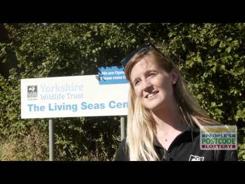 Yorkshire Wildlife Trust Beach Clean