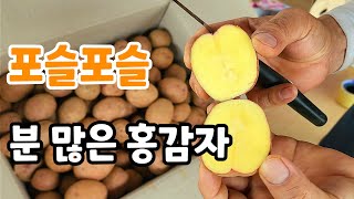 분 많은 홍심이 감자 한정 판매! 조림용 감자