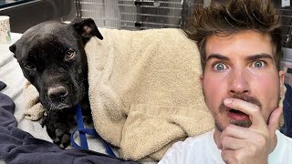 My Rescue Dog’s Emergency...