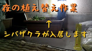 【園芸】もらったシバザクラを○○してしまったので急遽植え替え！