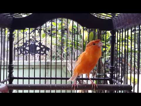 download lagu mp3 mp4 Download Suara Burung Kenari Belajar Ngeriwik Mp3, download lagu Download Suara Burung Kenari Belajar Ngeriwik Mp3 gratis, unduh video klip Download Suara Burung Kenari Belajar Ngeriwik Mp3