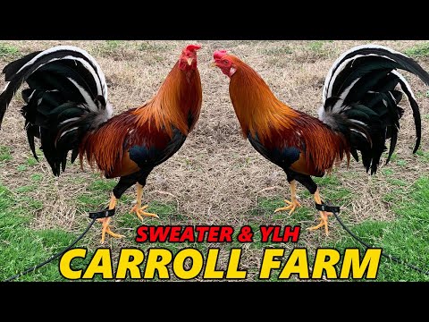 Pure Sweater Yellow Leg Hatch Kelso - CARROLL FARM Beautiful Birds