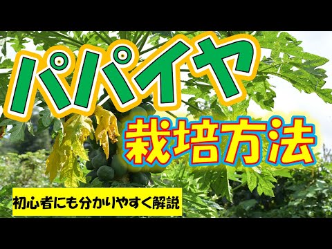 パパイヤの植物、本物のパパイヤ 植物
