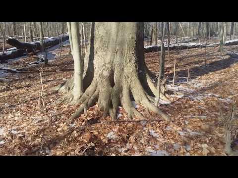 American Beech winter appearance and rootsprouts