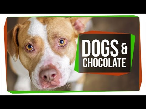 Why Dogs Should Never Eat Chocolate