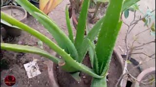 How To Get Lush Green Aloe Vera Plant | Identify Edible And Non Edible Aloe Vera | Male And Female