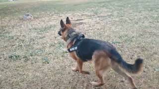 Nash von nuffen Westside German shepherd rescue unadoptable dog off leash recall after 3 months 