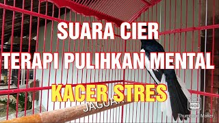 Download lagu TERAPI Kacer suara cier khas kacer mp3