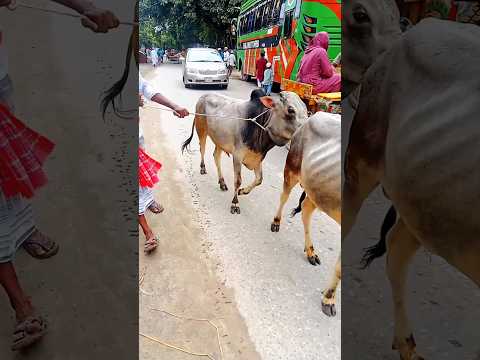 gorur tiktok video, guru funny reels, amba, hamba, vas, ox, cow #viral #animals #shorts #yt #fypシ #w
