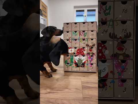 Adventi kalendárium Merlinnel és Artúrral 1-2 nap FAIL 🤣 #merlinesarturkalandjai