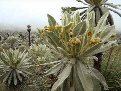 download lagu mp3 mp4 Macara Mi Tierra Linda, download lagu Macara Mi Tierra Linda gratis, unduh video klip Macara Mi Tierra Linda
