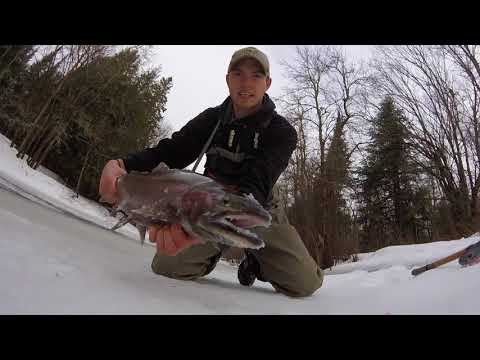 Late Winter Steelhead