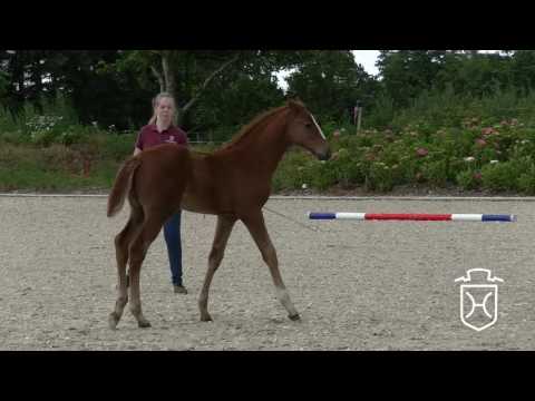 SL028 Hengstfohlen von Dinken - Corrado I - Athlet Z