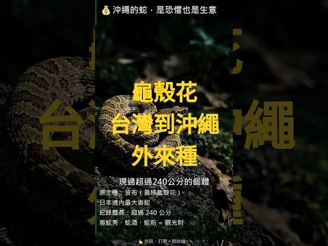 沖繩山裡的「台灣波布」，其實是台灣的龜殼花