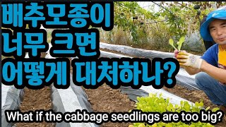 배추모종이 (심기 前)너무 크면 어떻게 하나? What if the cabbage seedlings are …