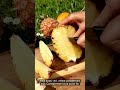 Ananas Cayenne video