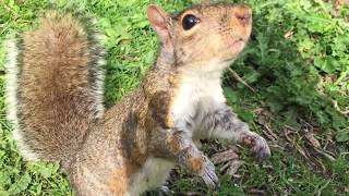First time petting a squirrel @ Loring Park Minneapolis MN