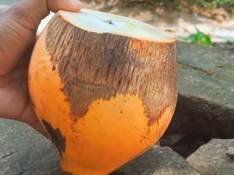 Amazing speed King coconut cutting 01 🌴🥥🔪 #natural #asmr #satisfying