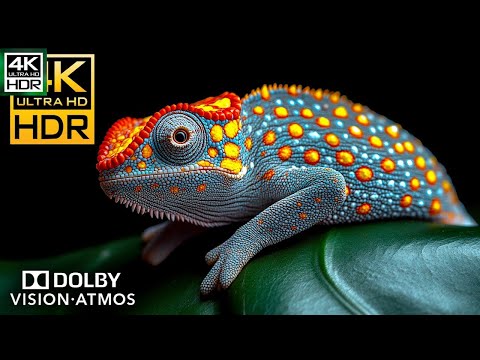 ANIMALS OF AMAZON 4K UHD | AMAZON FOREST | WILDLIFE in AMAZON JUNGLE | ANIMALS OF AMAZON RAINFOREST