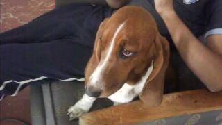 Sternennacht - Dark Reality - Fotos de Dana