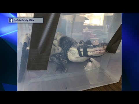 NY Long Island Suffolk County SPCA & Alligator