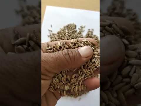 Round Polypropylene Organic Milk Thistle Seed, For Fruits, 1 Kg