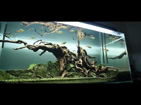 Aquascape Biotopes and Driftwoods 1