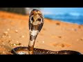 Meet The Cobra Naja The Snake That Hypnotizes And Protects The Ecosystem