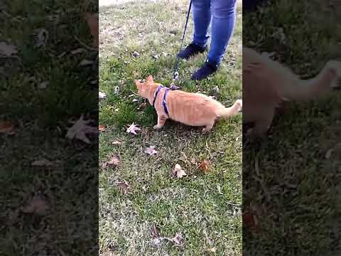Walking my kitty cat