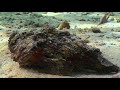 SCORPION Lethal Hunters Of The Reef Liquid Motion Underwater Cinematography Film
