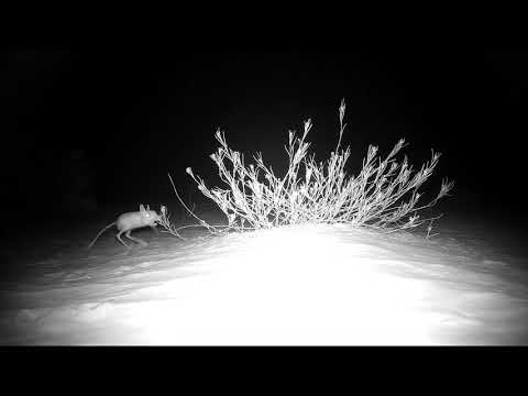 Watch the jerboa feeding at night