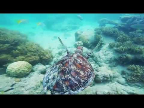 Green Island Snorkeling, Cairns QLD, Great Barrier Reef, Australia