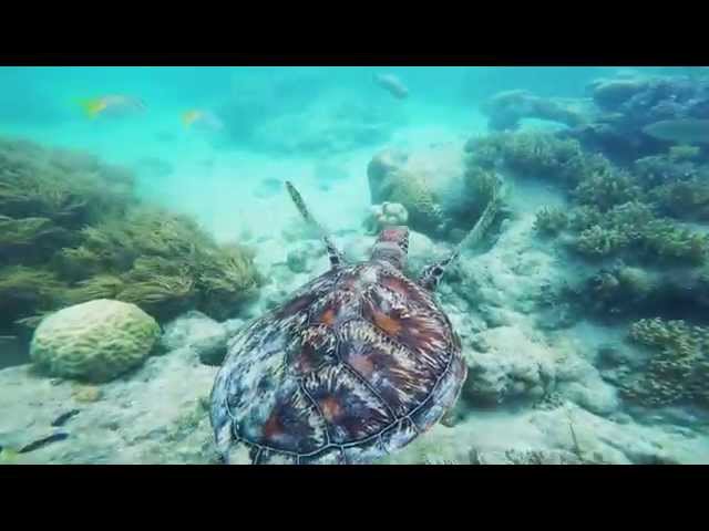 Green Island Snorkeling, Cairns QLD, Great Barrier Reef, Australia