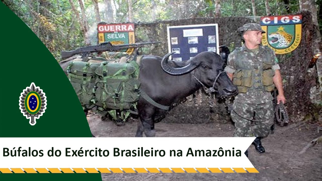 Búfalos do Exército Brasileiro na Amazônia "Projeto Búfalo"