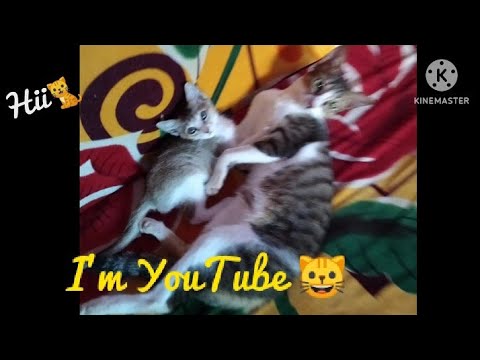 Adventures YouTube 🐈@shravanishetye