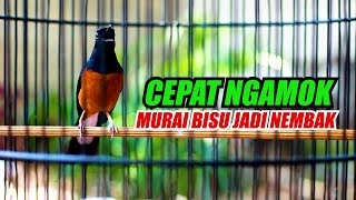 Download lagu MURAI BATU PENUH EMOSI BONGKAR ISIAN, PANCINGAN NAIKAN EMOSI MURAI BATU mp3 Download lagu MURAI BATU PENUH EMOSI BONGKAR ISIAN, PANCINGAN NAIKAN EMOSI MURAI BATU mp3
