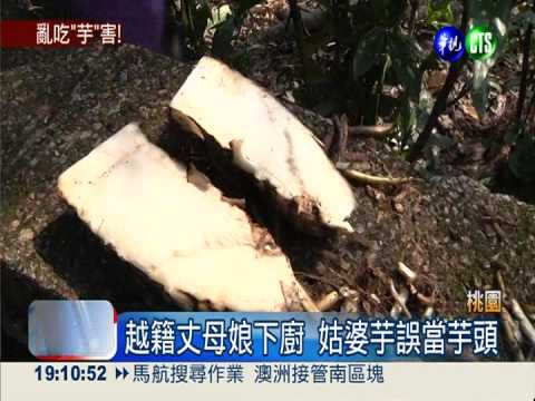 姑婆芋誤當芋頭 1家4口中毒送醫