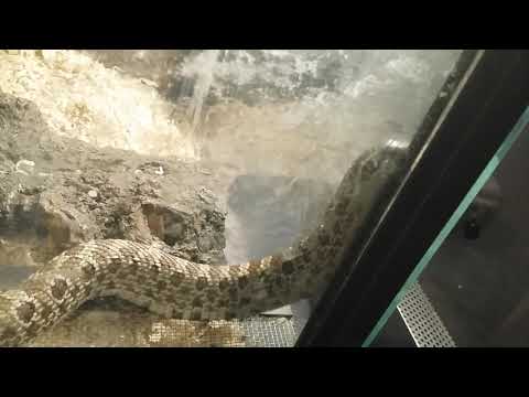 Donna the Hognose