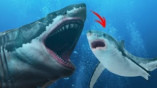Did the Megalodon Turn Into the Great White?