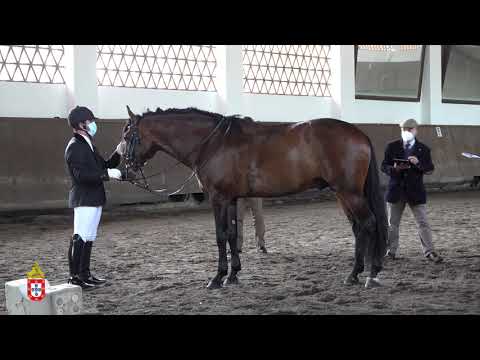 210424 3 Icaro - Aprovação de Garanhões