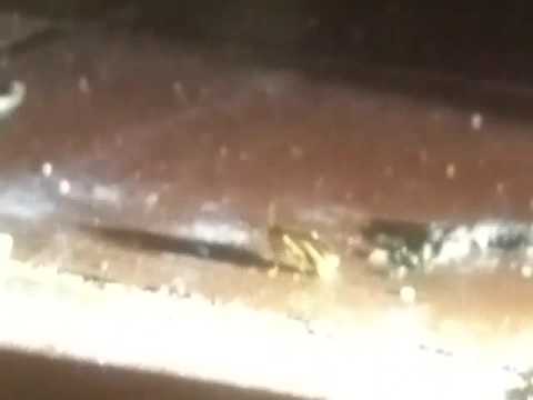 Cockroaches are A Menace to Commercial Kitchen in Spring Lake, NJ